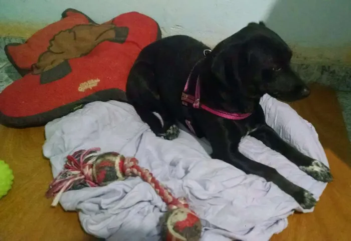 Cachorro ra a SRD idade 1 ano nome Luna