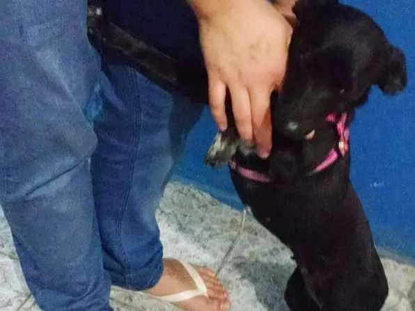 Cachorro ra a SRD idade 1 ano nome Luna
