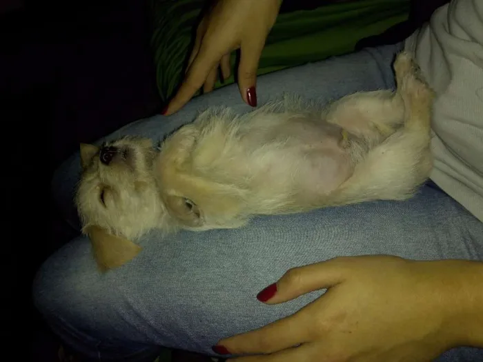 Cachorro ra a Vira-Lata idade 2 a 6 meses nome Freddie 