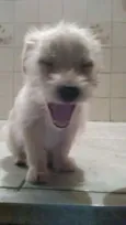 Freddie