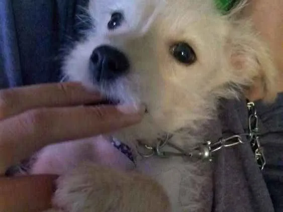 Cachorro ra a Vira-Lata idade 2 a 6 meses nome Freddie 