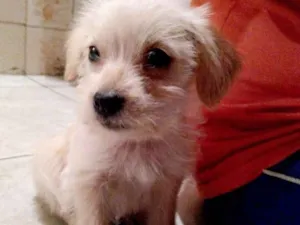 Cachorro raça Vira-Lata idade 2 a 6 meses nome Freddie 