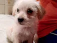 Freddie