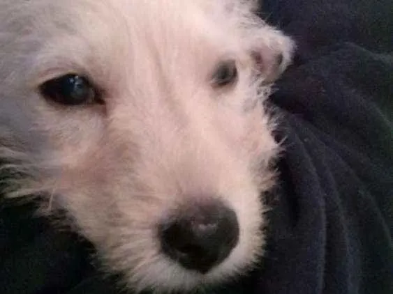 Cachorro ra a Vira-Lata idade 2 a 6 meses nome Freddie 