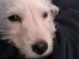 Freddie