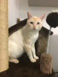 Marshmallow