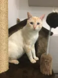 Marshmallow