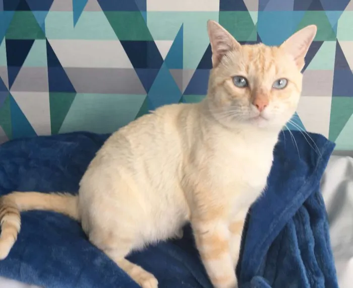 Gato ra a SRD idade 7 a 11 meses nome MARSHMALLOW