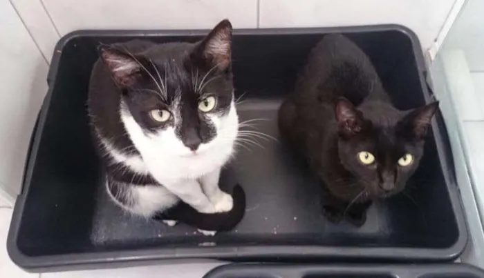 Gato ra a SRD idade 2 anos nome Órfãos