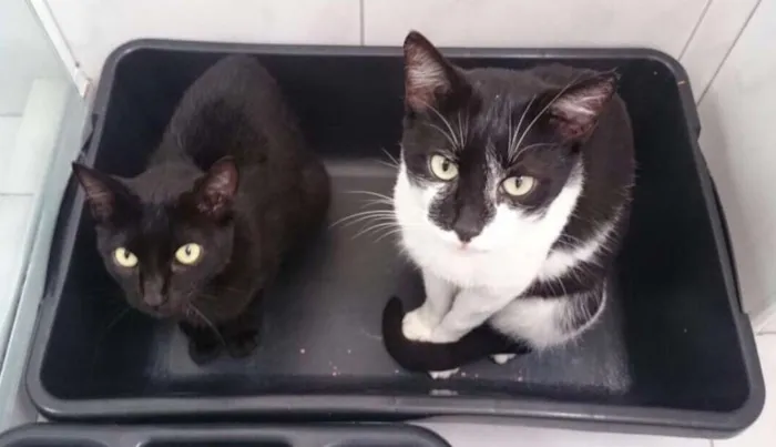 Gato ra a SRD idade 2 anos nome Órfãos