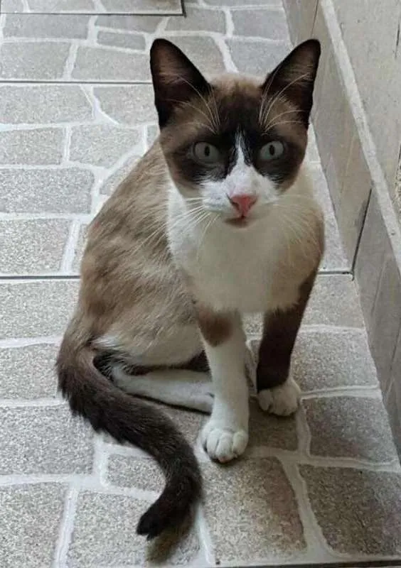 Gato ra a SRD idade 2 anos nome Órfão