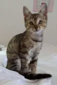 Tigradinha
