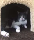 Fofinho