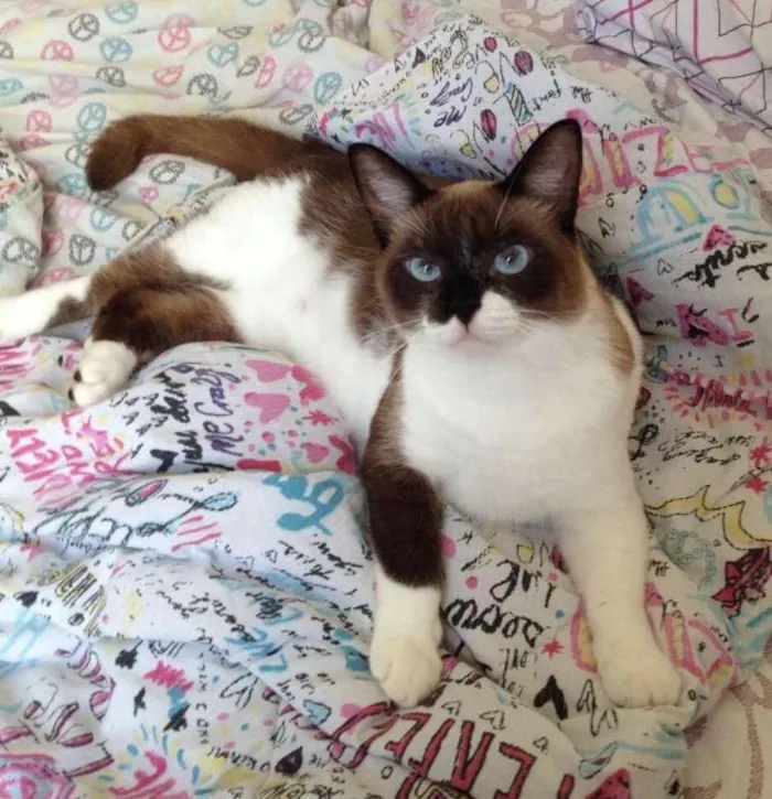 Gato ra a SRD idade 2 anos nome Filó