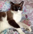 Filó