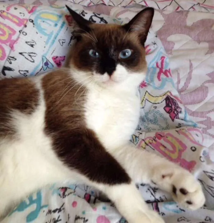 Gato ra a SRD idade 2 anos nome Filó