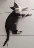 Fofinho
