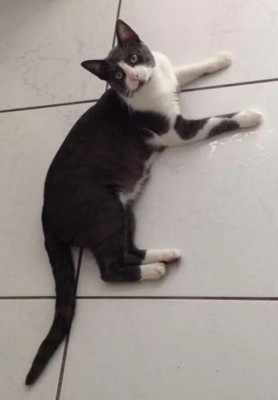 Gato ra a SRD idade 1 ano nome Fofinho