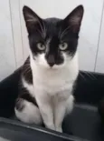 Órfãos