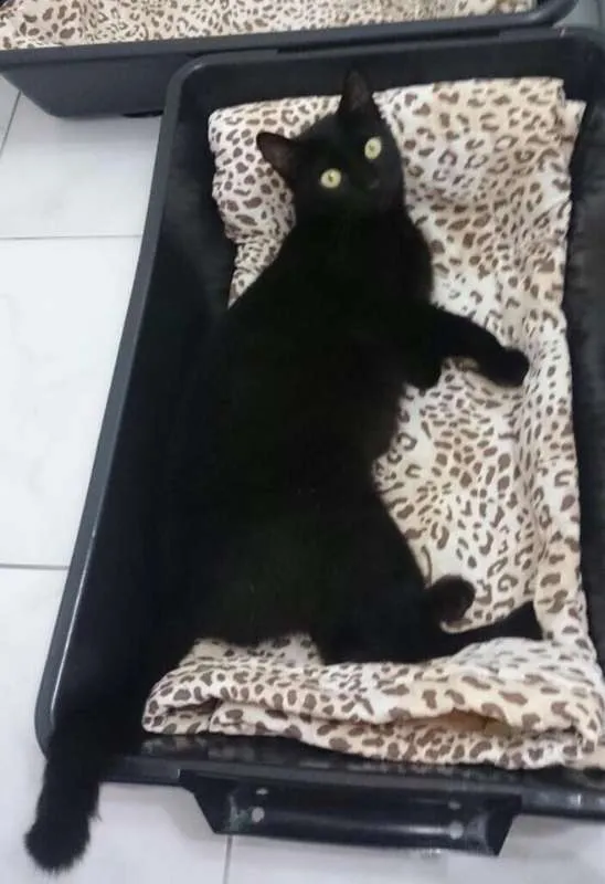 Gato ra a SRD idade 2 anos nome Órfãos