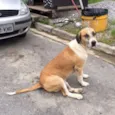 Rubão