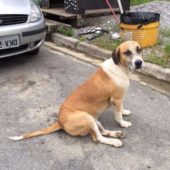 Cachorro ra a SRD idade 4 anos nome Rubão