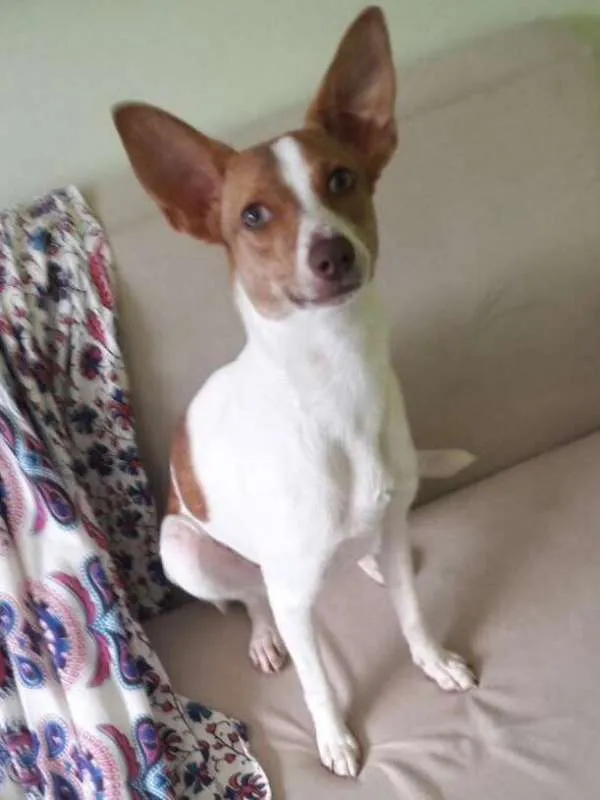Cachorro ra a SRD idade 1 ano nome Kiara