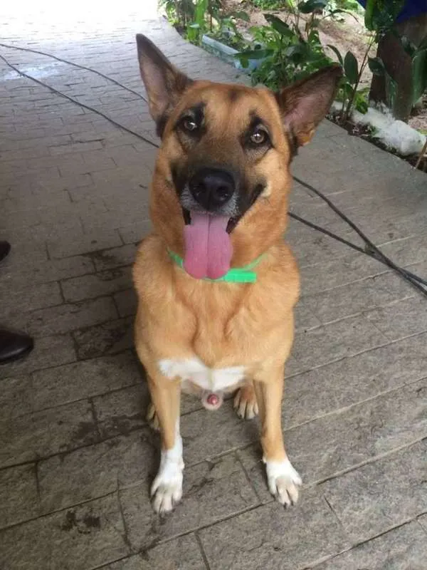 Cachorro ra a SRD idade 5 anos nome Bob