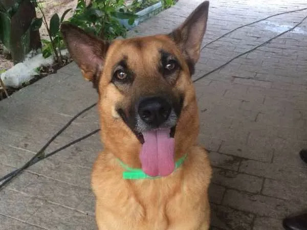 Cachorro ra a SRD idade 5 anos nome Bob