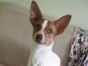 Cachorro raça SRD idade 1 ano nome Kiara