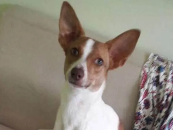 Cachorro ra a SRD idade 1 ano nome Kiara