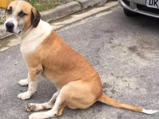 Cachorro ra a SRD idade 4 anos nome Rubão