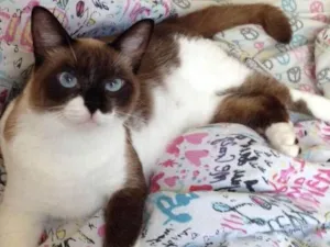 Gato raça SRD idade 2 anos nome Filó