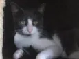 Fofinho