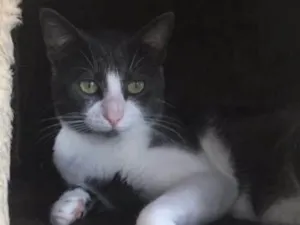 Gato raça SRD idade 1 ano nome Fofinho