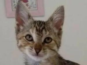 Gato raça SRD idade 2 a 6 meses nome Tigradinha