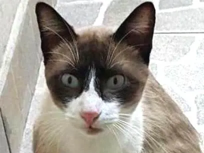 Gato ra a SRD idade 2 anos nome Órfão