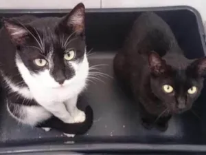 Gato raça SRD idade 2 anos nome Órfãos