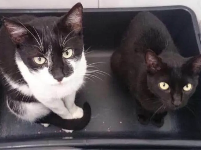 Gato ra a SRD idade 2 anos nome Órfãos