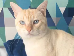 Gato raça SRD idade 7 a 11 meses nome MARSHMALLOW