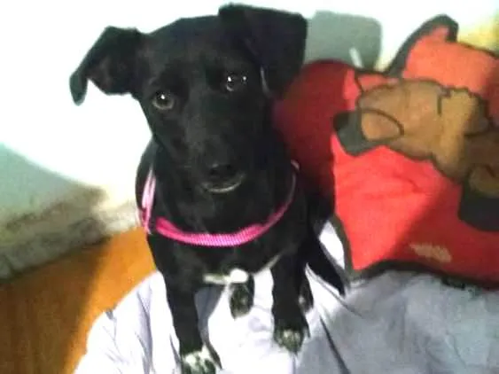 Cachorro ra a SRD idade 1 ano nome Luna