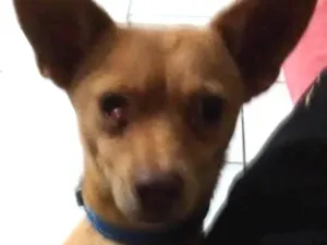 Cachorro raça Rnd idade 1 ano nome Fred