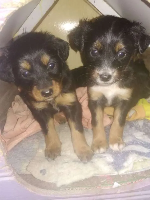 Cachorro raça Desconhecida idade Abaixo de 2 meses nome Paçoca