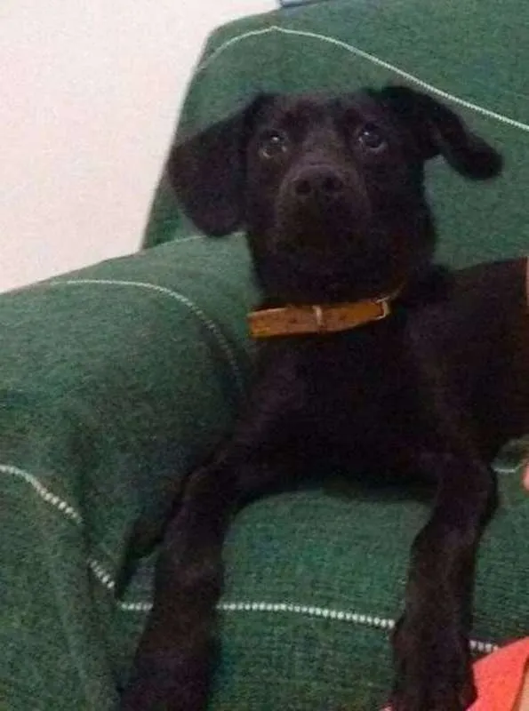Cachorro ra a Vira lata idade 1 ano nome Athos