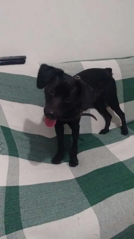 Cachorro ra a Vira lata idade 1 ano nome Athos