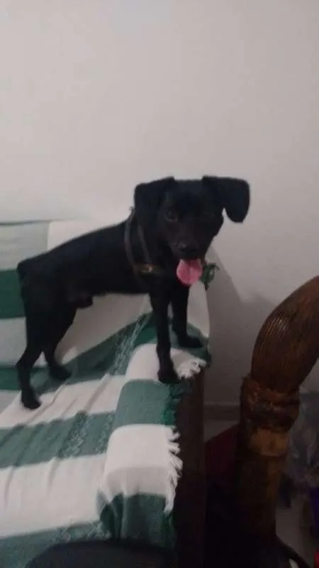 Cachorro ra a Vira lata idade 1 ano nome Athos