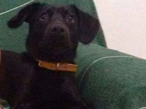 Cachorro ra a Vira lata idade 1 ano nome Athos