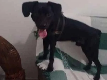 Cachorro ra a Vira lata idade 1 ano nome Athos