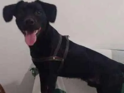 Cachorro ra a Vira lata idade 1 ano nome Athos