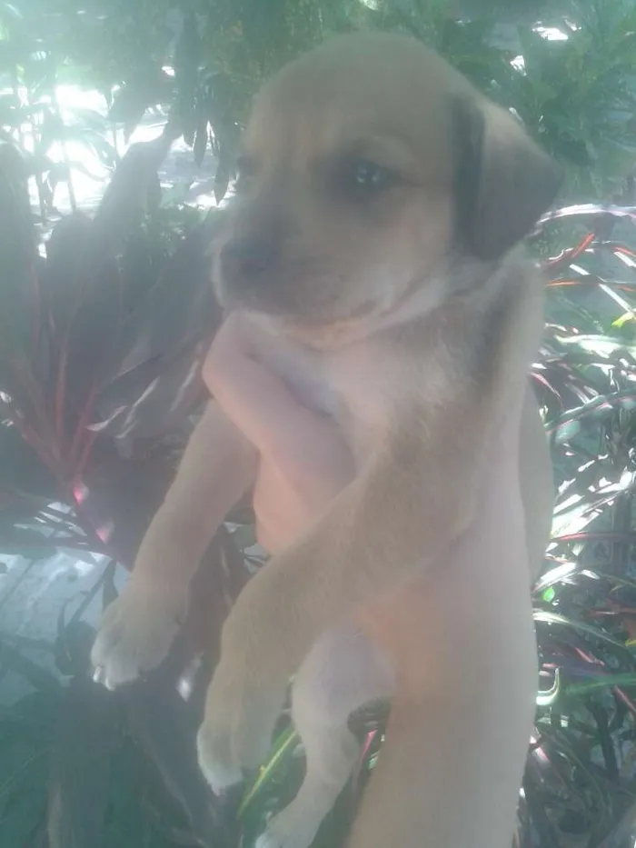Cachorro ra a Sem raça definida idade Abaixo de 2 meses nome Não possuem nome